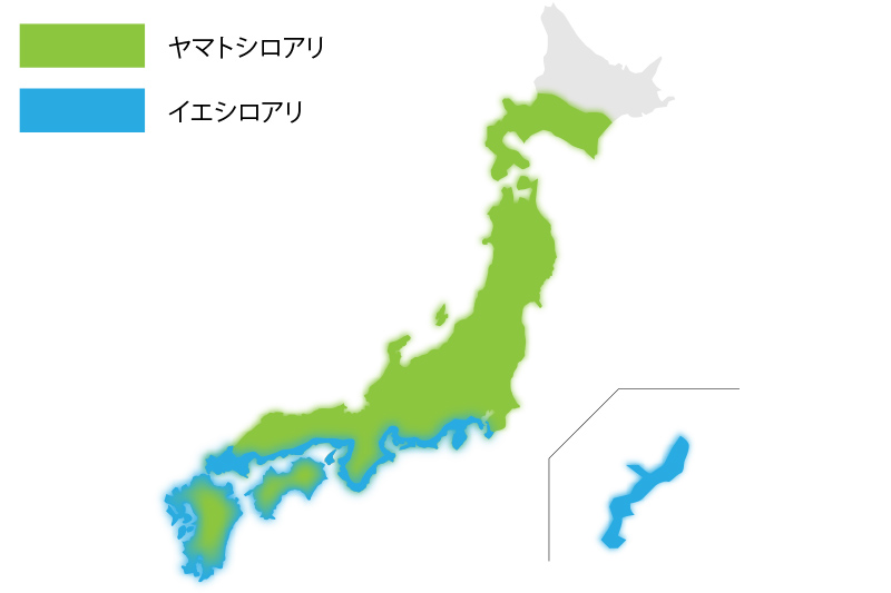 日本のヤマトシロアリとイエシロアリの分布図